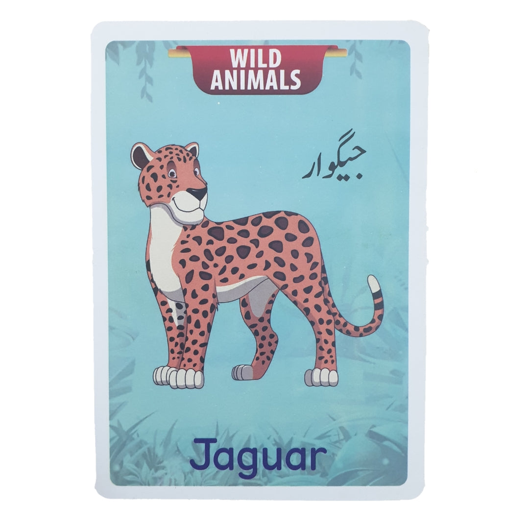 Animals, Farm, Wild & Sea Big 24 Flash Cards Set